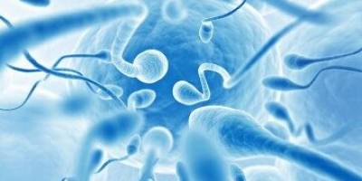 Device to corral viable sperm may speed IVF process