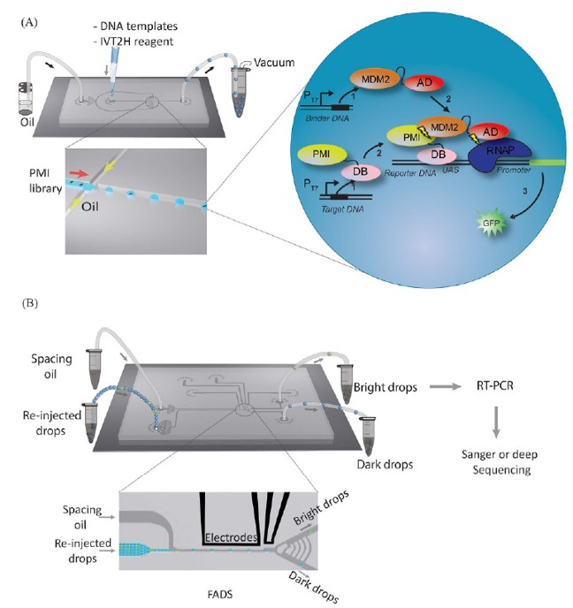Biosensors – The Abbaspourrad Lab